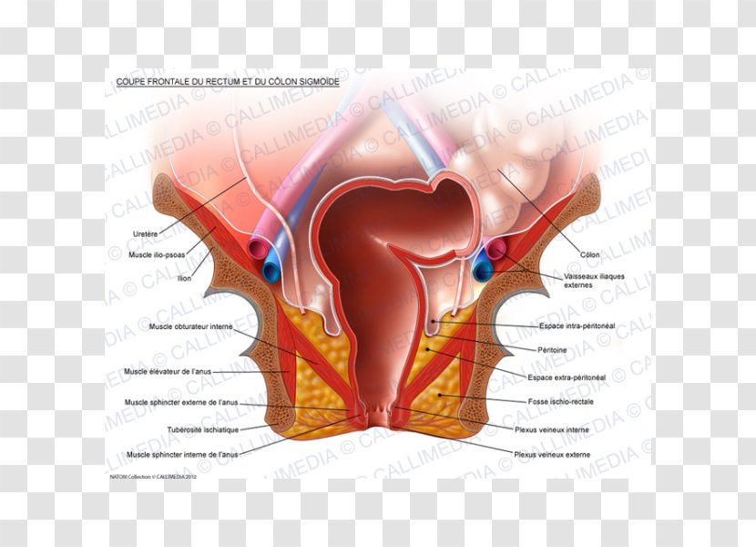 Sigmoid Colon Anatomy Rectum Large Intestine - Flower - Fossa Transparent PNG