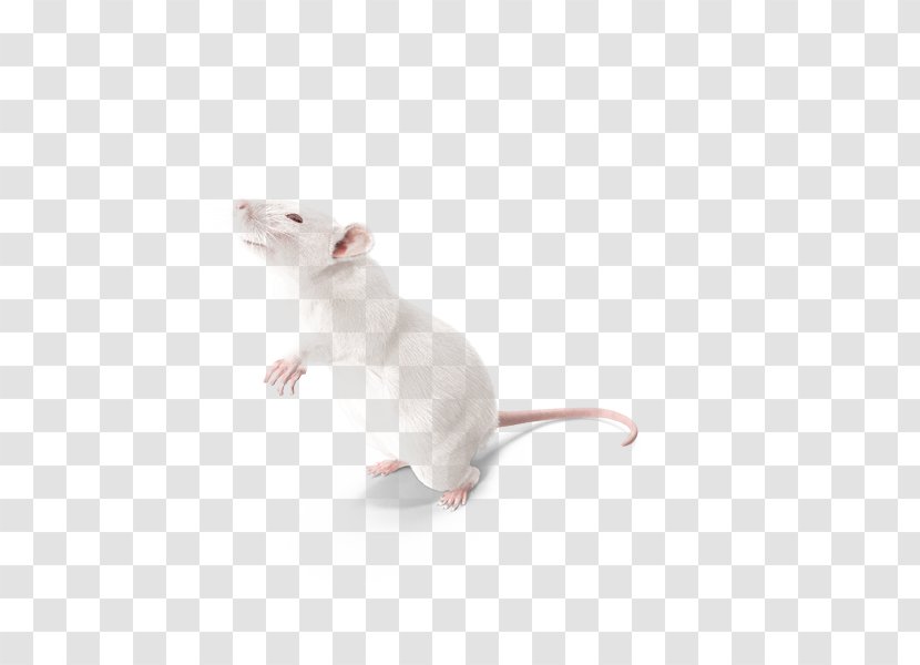 Laboratory Rat Mouse Cat Whiskers - Meng Experimental Rats Transparent PNG