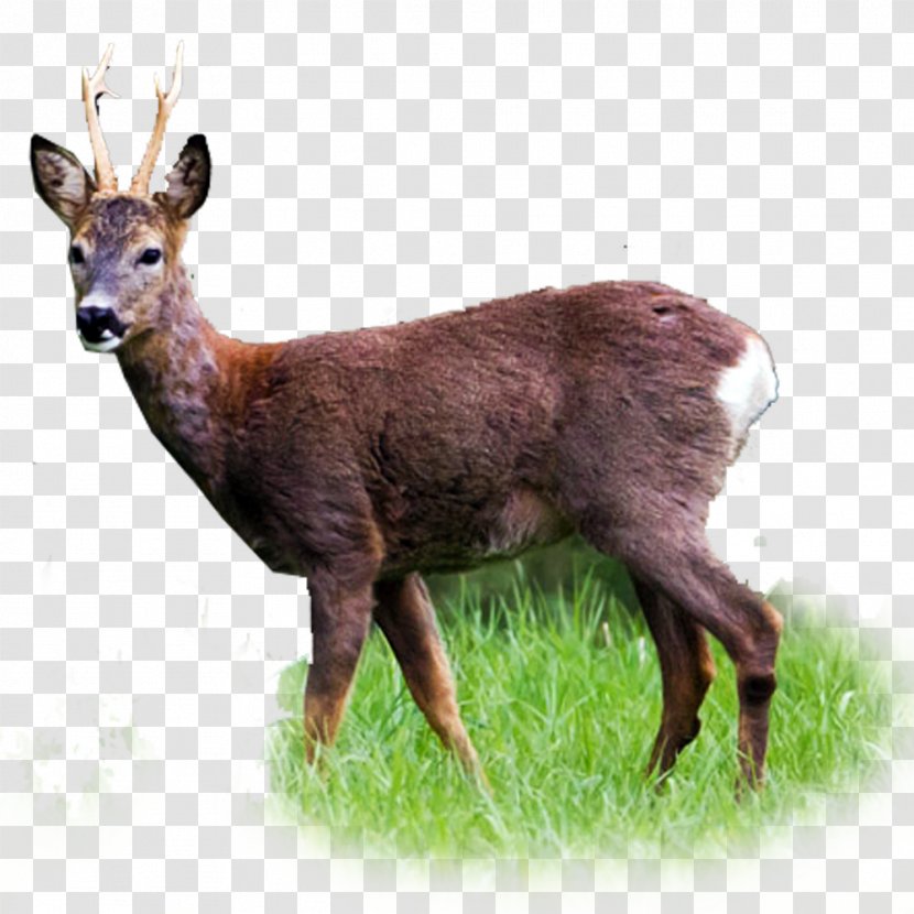 White-tailed Deer Roe Red Elk - Mouflon Transparent PNG