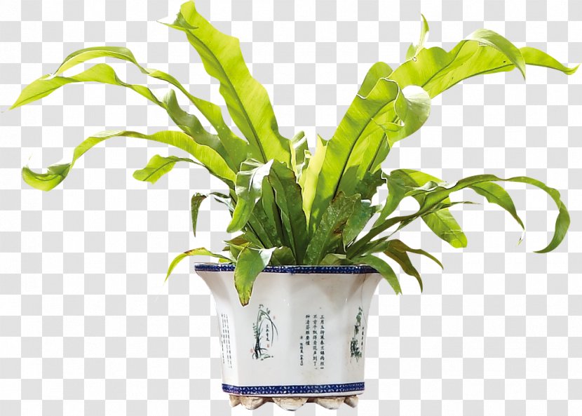 Plant Download Flower - Leaf - Potted Transparent PNG