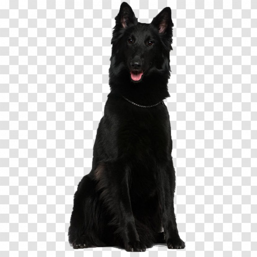 Shiloh Shepherd Dog Tervuren Belgian Groenendael German - Black - Purebred Tongue Transparent PNG