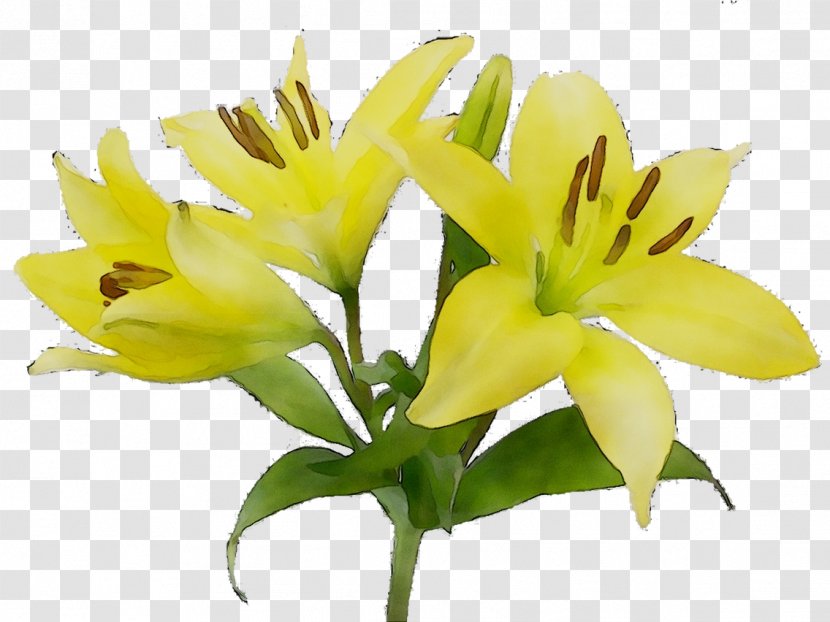 Flower Clip Art Symbolism Lily 'Stargazer' - Artificial - Nephrosis Transparent PNG