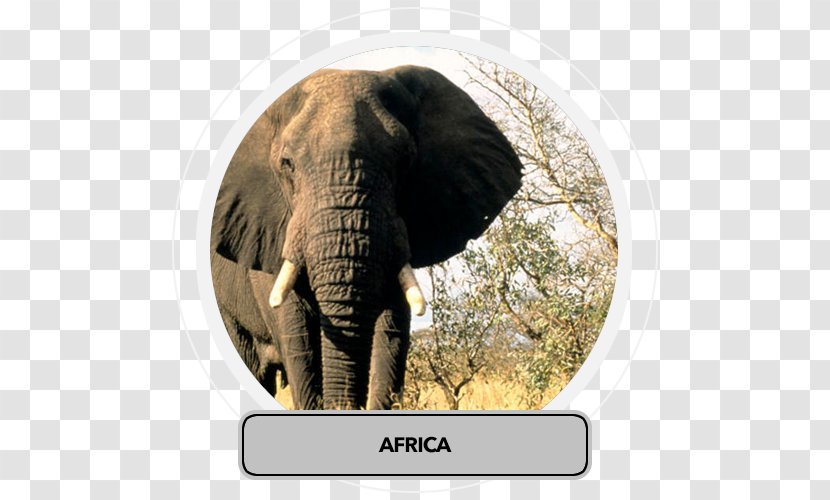 African Bush Elephant Lion Rhinoceros Elephantidae - Africa Travel Transparent PNG