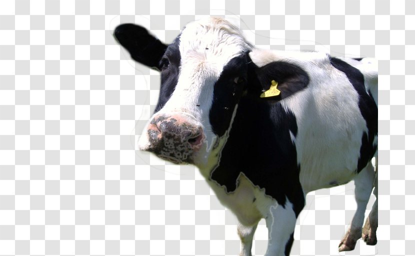 Holstein Friesian Cattle Hereford Farm Animals: Cows Dairy Farming - Milking Transparent PNG