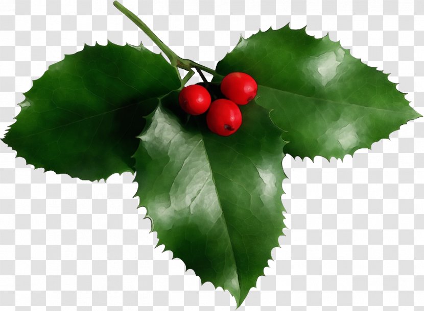 Holly - American Fruit Transparent PNG