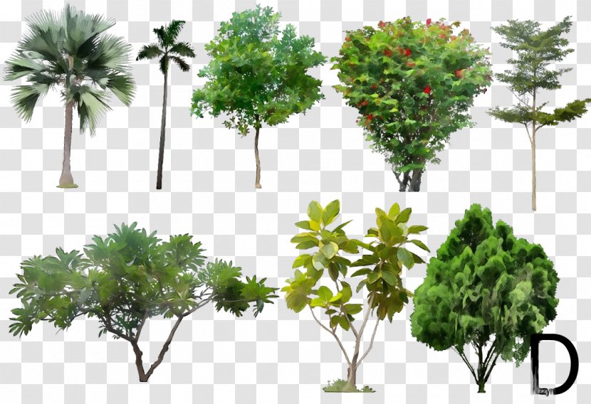 Palm Tree Background - Scale Model - Houseplant Plane Transparent PNG