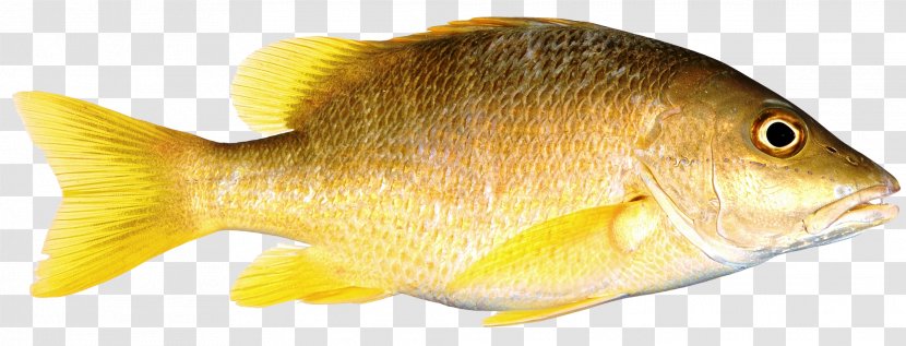 Fish As Food Transparent PNG