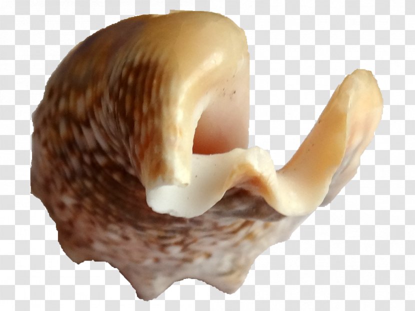 Seashell Conchology Sea Snail - Petal Transparent PNG