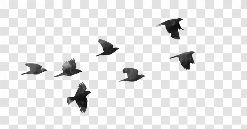 Bird Desktop Wallpaper Clip Art - Migration - Virat Kohli Transparent PNG