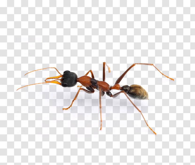 Jack Jumper Ant Cockroach Pest Termite - Invertebrate Transparent PNG