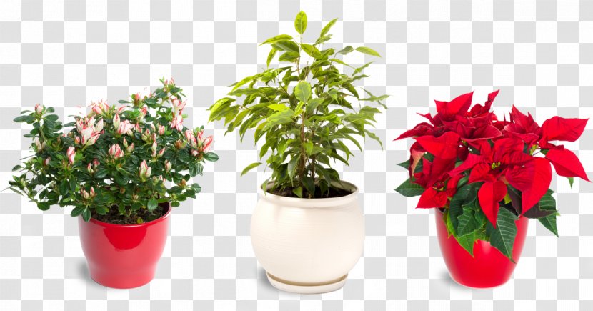 Poinsettia Christmas Plants Flower Decoration - Holiday - Suculent Transparent PNG