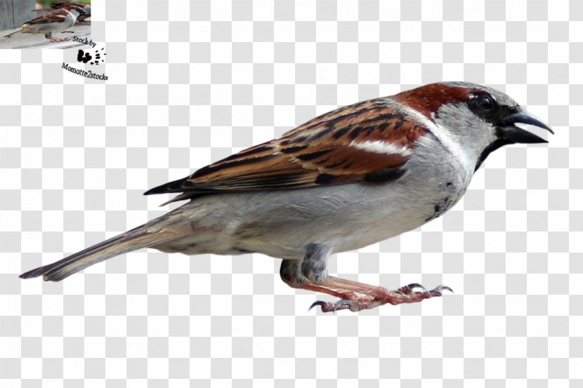 House Sparrow Bird Finch American Sparrows - Emberizidae Transparent PNG
