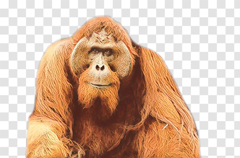 Orangutan Gorilla Monkey Fur Terrestrial Animal - Wildlife - Primate Transparent PNG