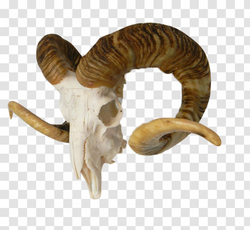 Bone - Horn - Sheep Head Logo Skull Material Transparent PNG