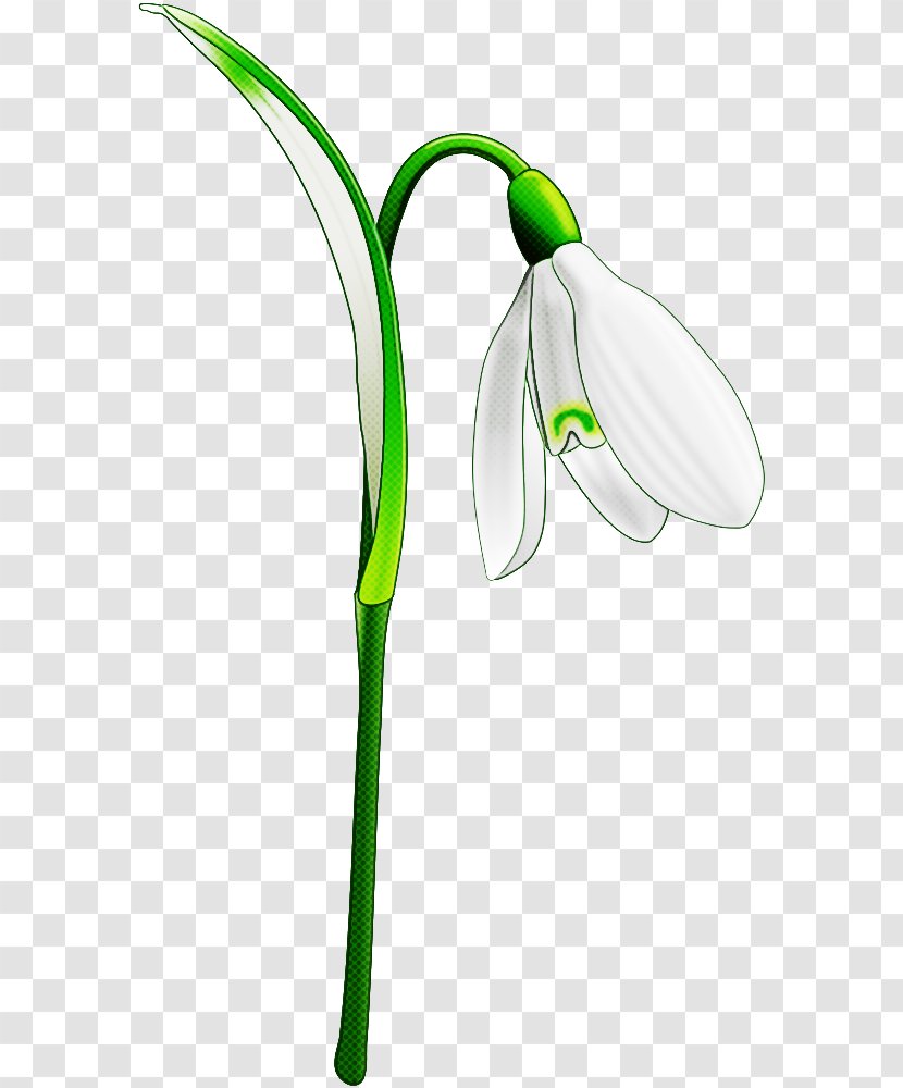 Galanthus Snowdrop Flower Green Plant - Amaryllis Family - Stem Transparent PNG