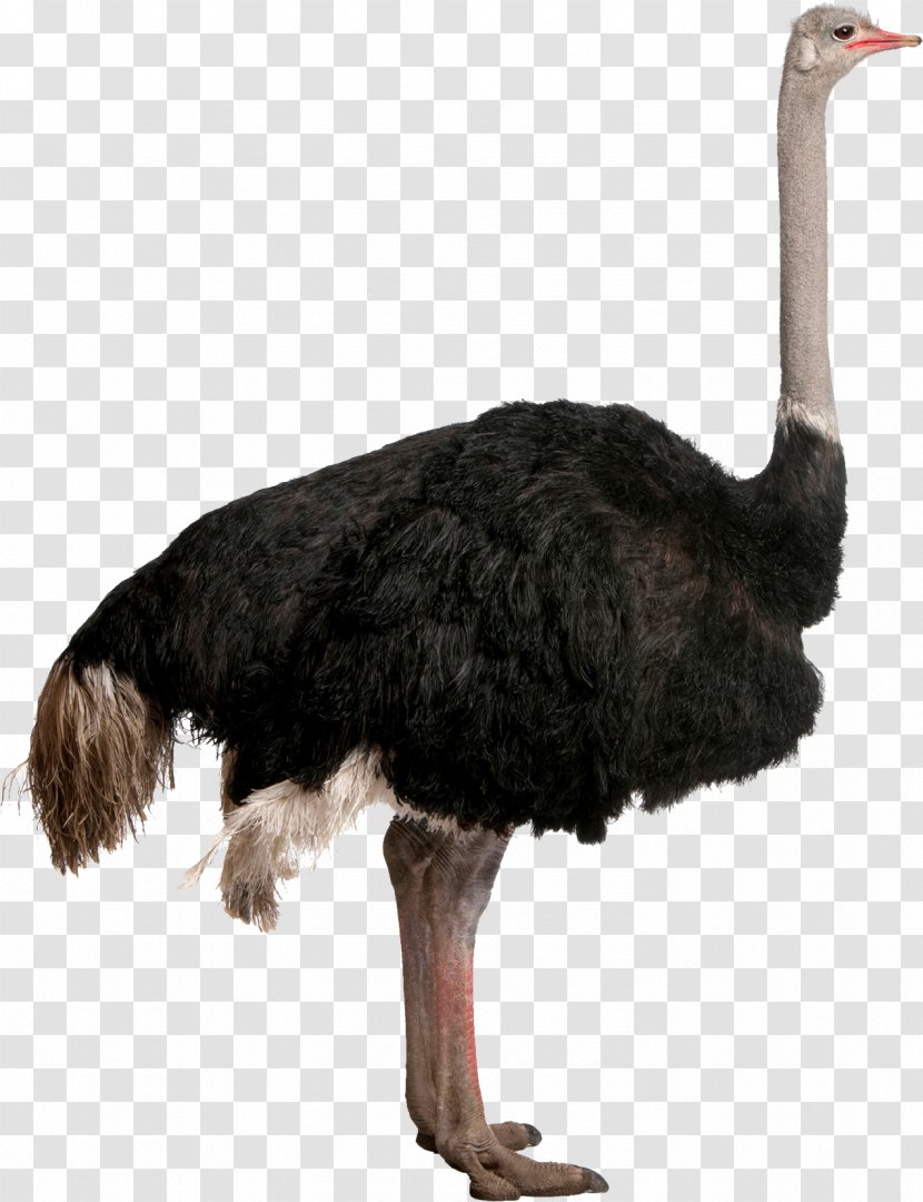 Common Ostrich Bird Stock Photography - Flightless Transparent PNG