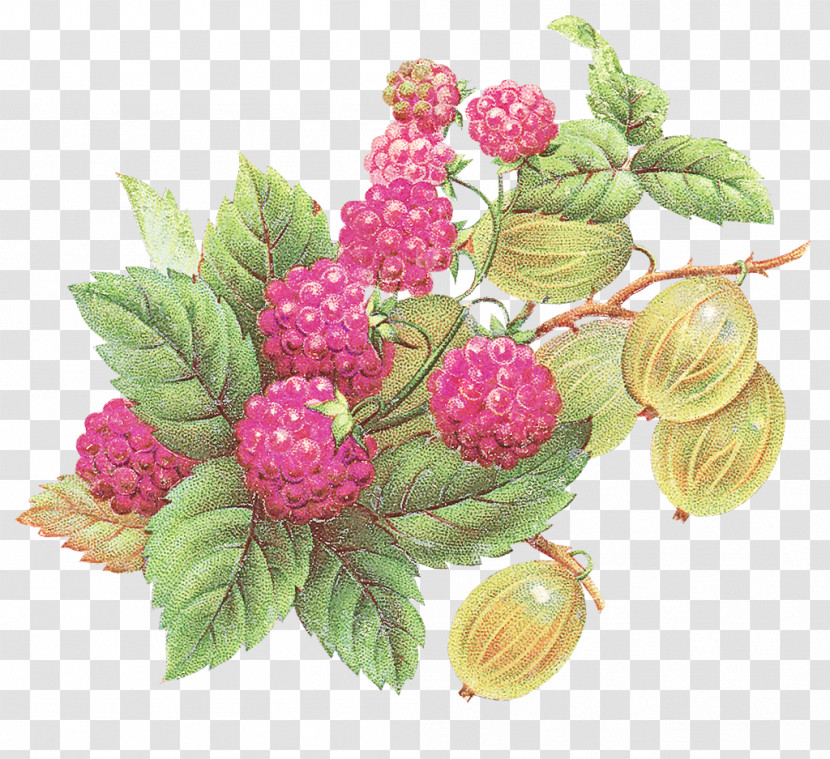 Berry Raspberry Plant Loganberry Rubus Transparent PNG