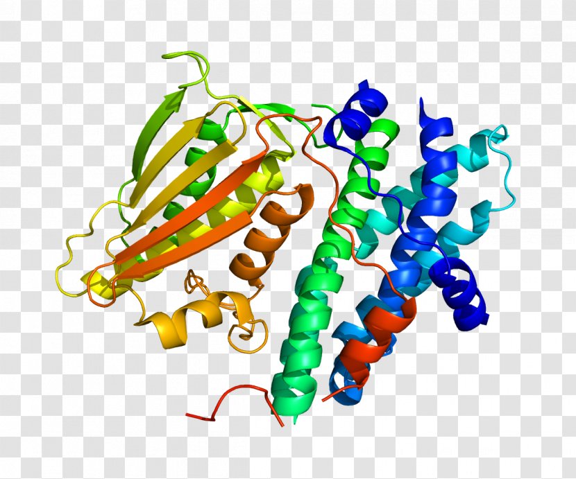 Pyruvate Dehydrogenase Kinase Lipoamide Isozyme 1 Phosphoinositide-dependent Kinase-1 - Protein A Transparent PNG