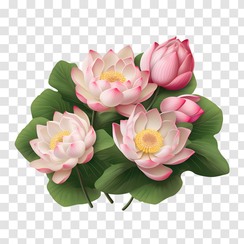 Lotus Flower - Beautiful Pink Lotus Flowers Transparent PNG