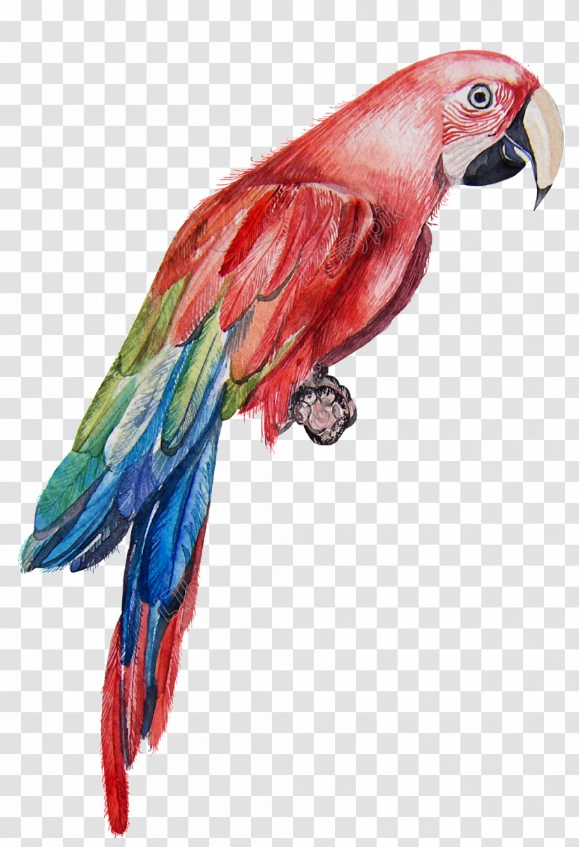 Macaw Parrot Bird Watercolor Painting - Drawing Transparent PNG