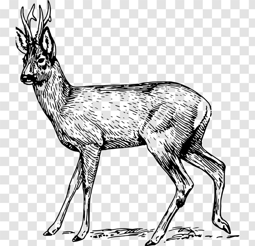 Roe Deer Musk Clip Art - Tail Transparent PNG