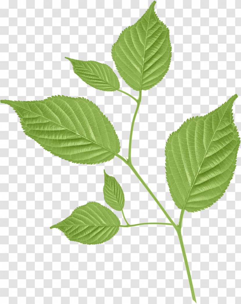 Leaf Petal Branch Clip Art - Green - Olive Transparent PNG