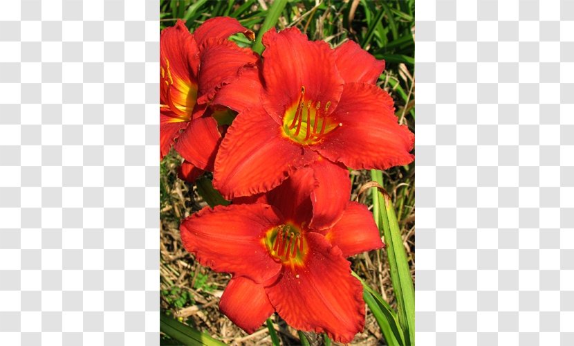 Daylily Bulb Terra Ceia Farms Plant Garden - Flowering Transparent PNG
