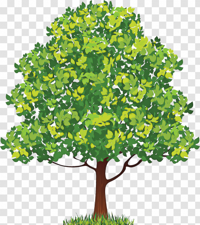 Neem Tree Transparent PNG