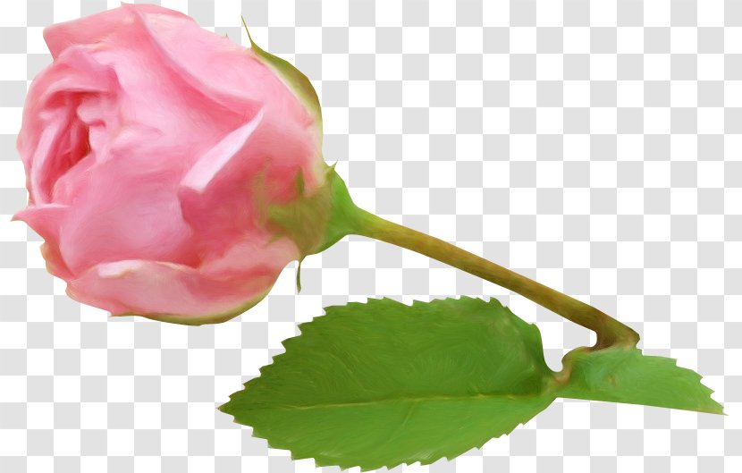 Garden Roses Diary Blog Flower - Rose Transparent PNG