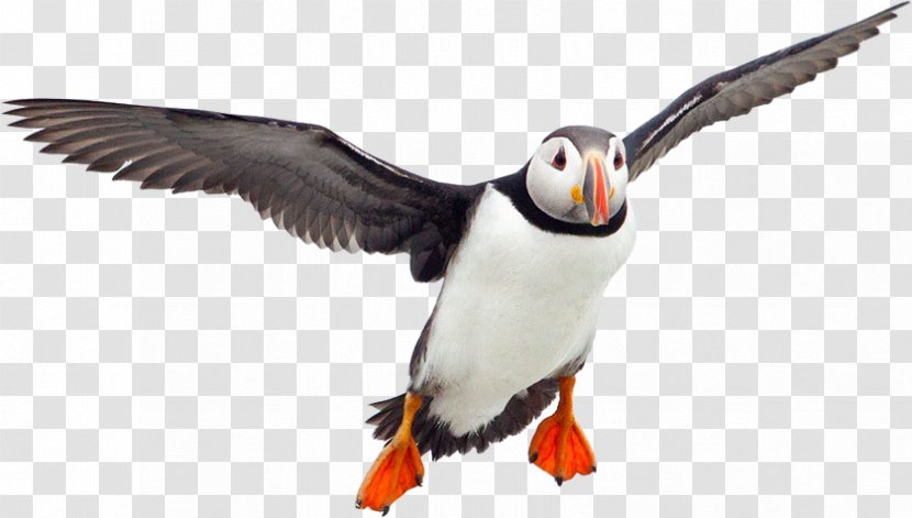 Puffin Bird Yelkouan Shearwater Beak - Flying V Transparent PNG