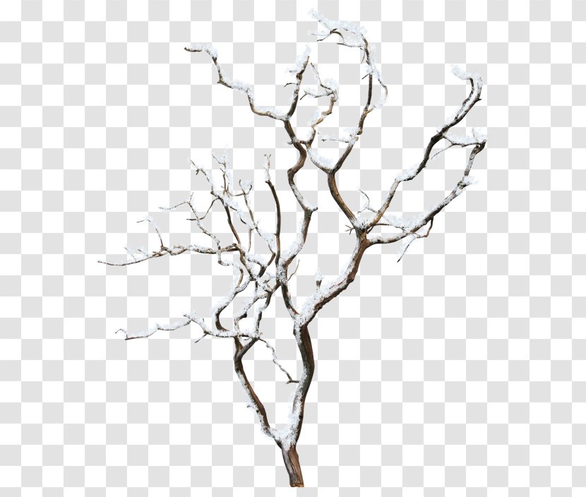 Winter Tree - Frame Transparent PNG