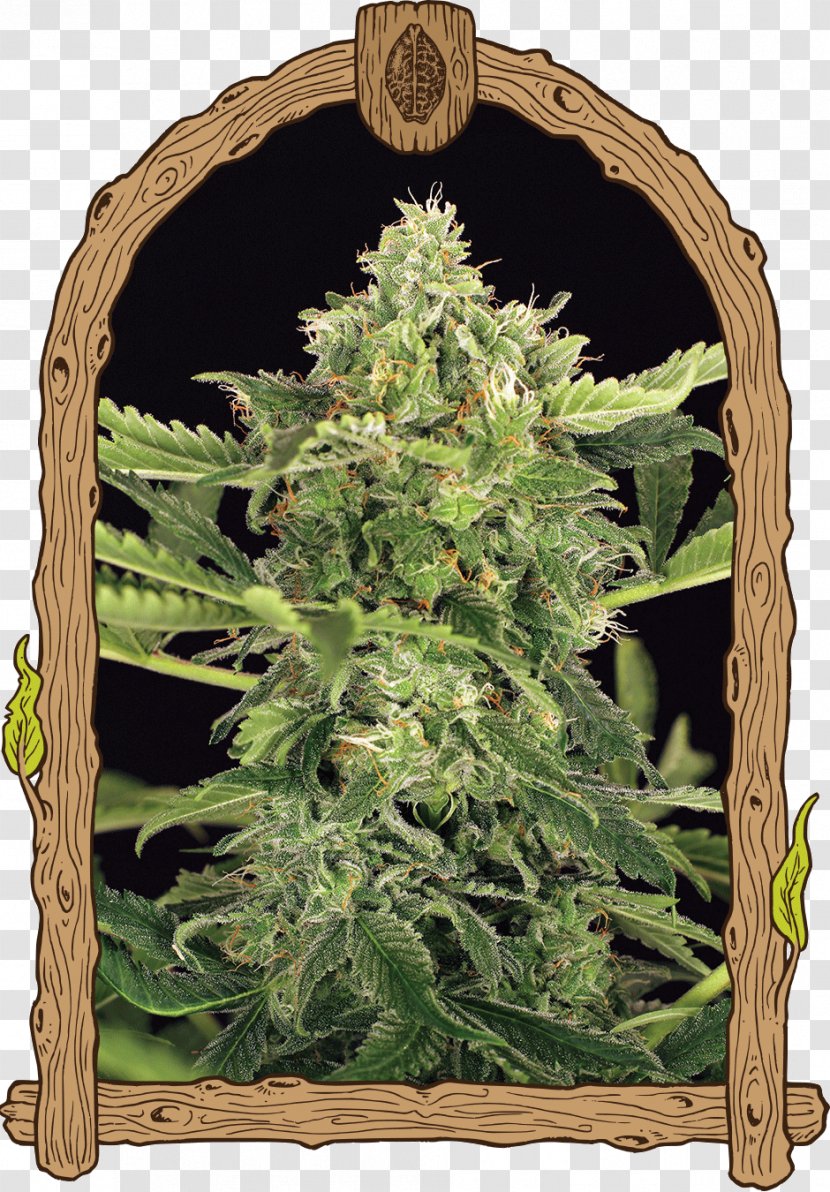 Autoflowering Cannabis Seed Bank Skunk - Sativa Transparent PNG
