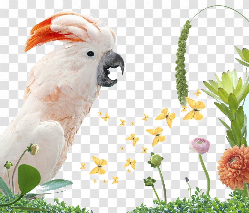 Bird Parrot Columbidae White Cockatoo - Organism - Jungle Transparent PNG