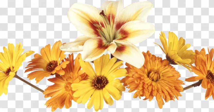 Flower Photography Clip Art - Flowering Plant - 1 2 3 Transparent PNG