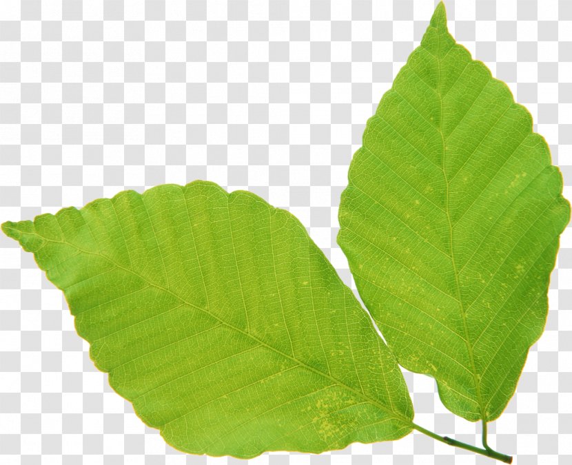Leaf Green Vascular Bundle Transparent PNG