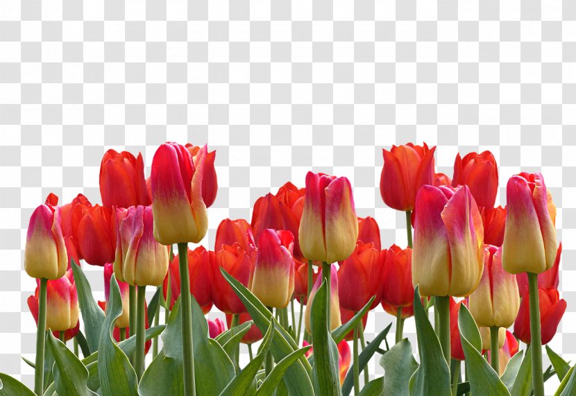 Indira Gandhi Memorial Tulip Garden Stock.xchng Flower - Seed Plant Transparent PNG