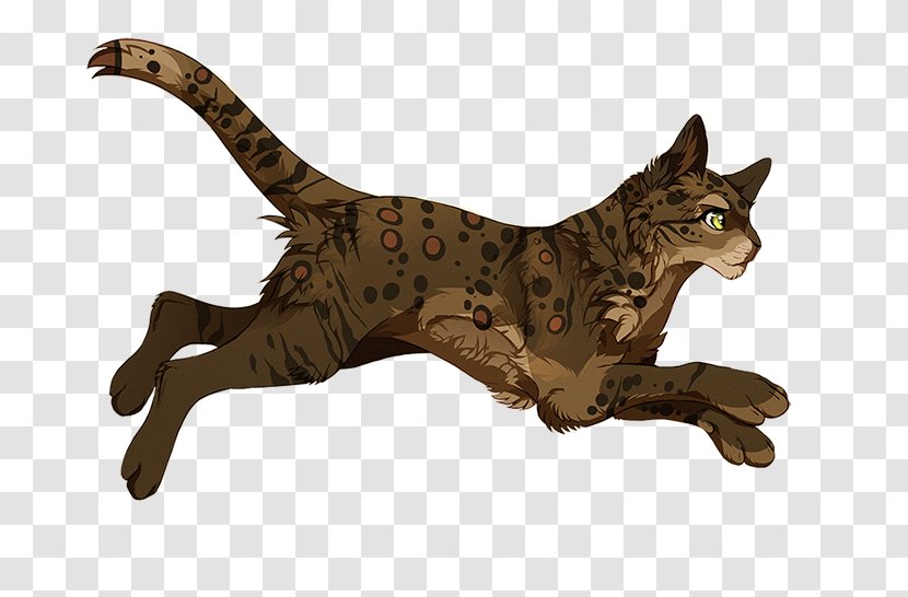 Whiskers California Spangled Wildcat Tabby Cat Fauna - Carnivoran - Yawns Transparent PNG