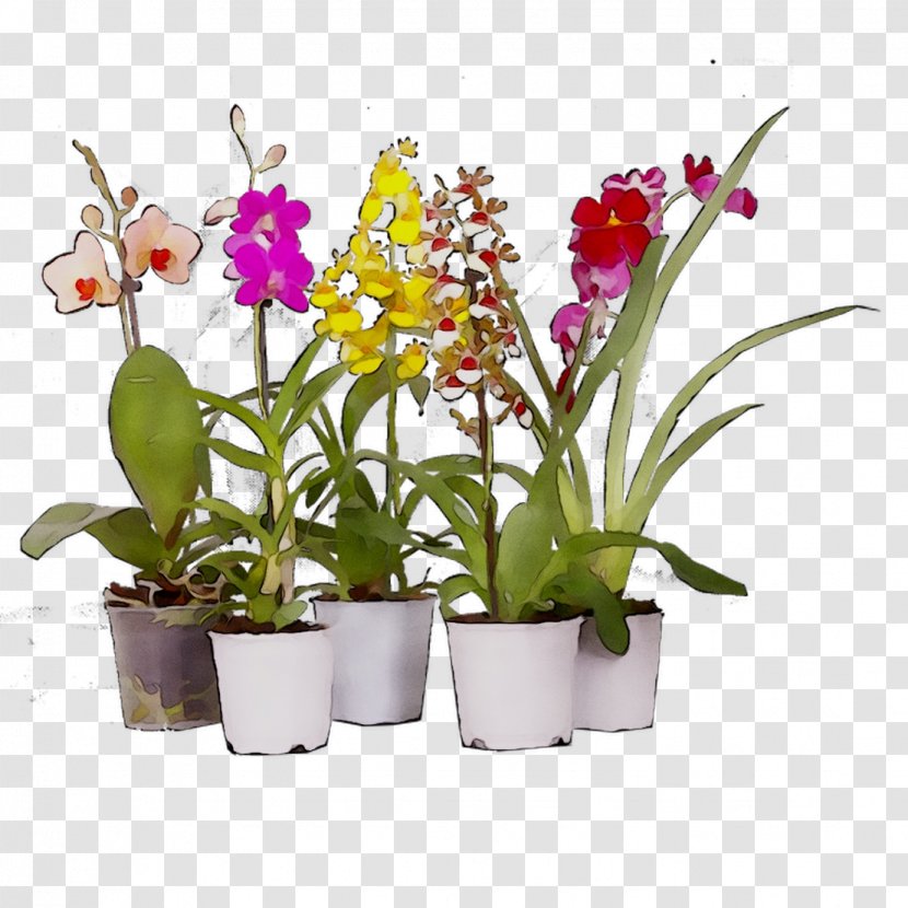 Moth Orchids Cattleya Flowerpot Cut Flowers - Petal Transparent PNG