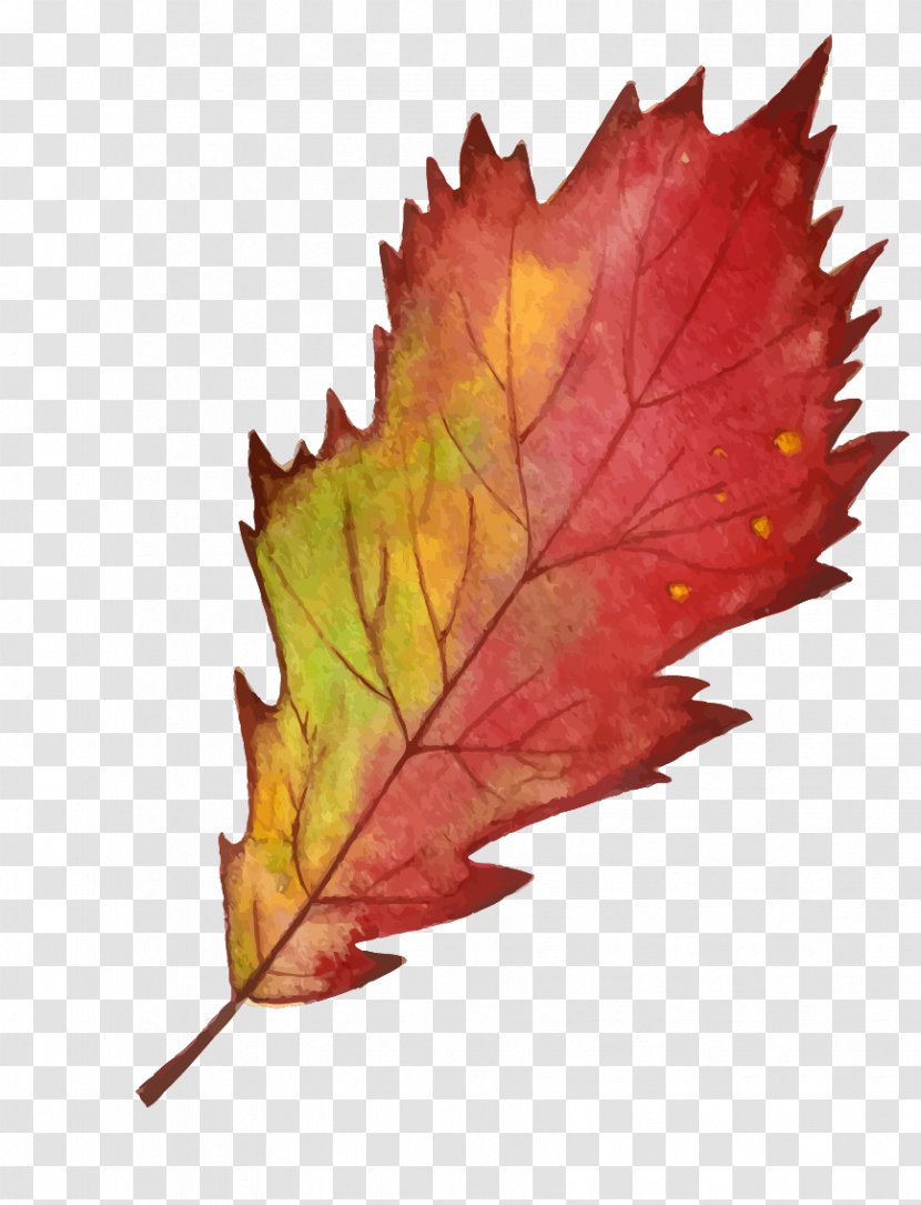 Maple Leaf Autumn - Color - Red Edge Transparent PNG