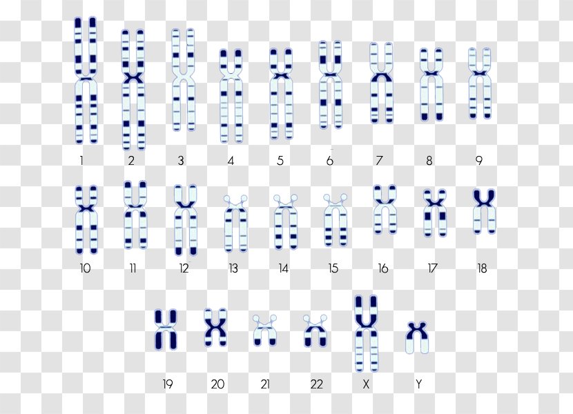 Ivari Chromosome Chromatid Saiga Antelope - Tree Transparent PNG