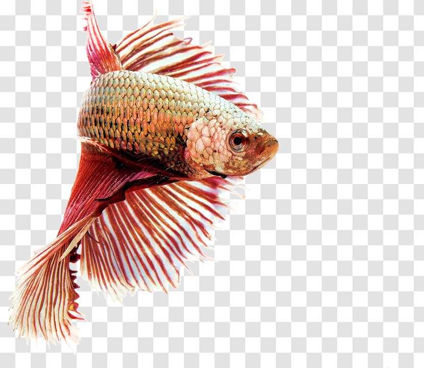 Siamese Fighting Fish Aquarium Feed Fishkeeping - Marine Biology Transparent PNG