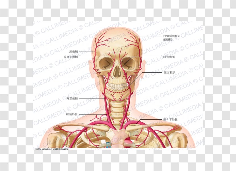 Head And Neck Anatomy Common Carotid Artery Vein - Tree - Superficial Temporal Nerve Transparent PNG