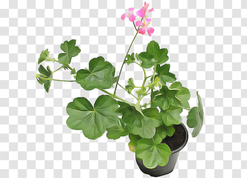 Flower Plant Leaf Flowerpot Houseplant Transparent PNG