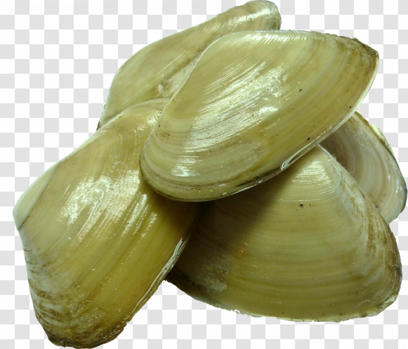 Clam New Zealand Cockle Pacific Geoduck Tuatua - Mussel - Yuanyang Hotpot Pictures Free Download Transparent PNG