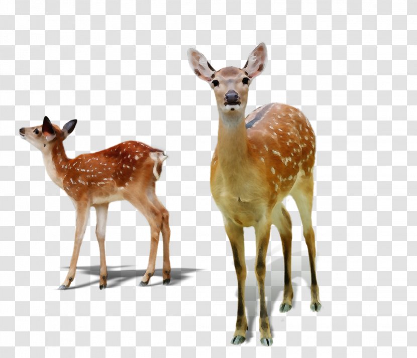 Deer Wildlife Terrestrial Animal Roe White-tailed - Whitetailed - Figure Fawn Transparent PNG