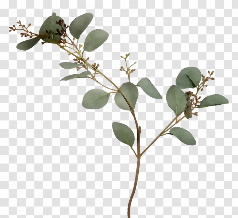 Twig Plant Stem Leaf Herb Plants - Tree Transparent PNG