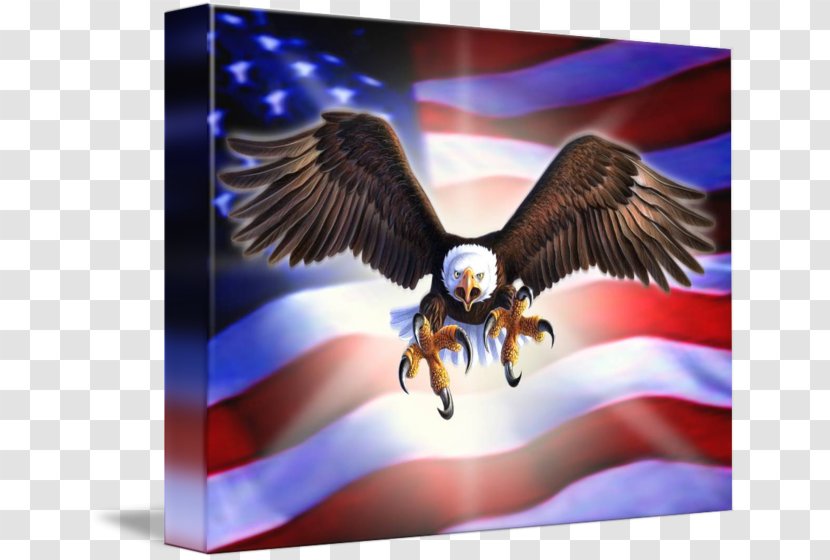 Eagle Gallery Wrap Canvas Art - Bird Transparent PNG