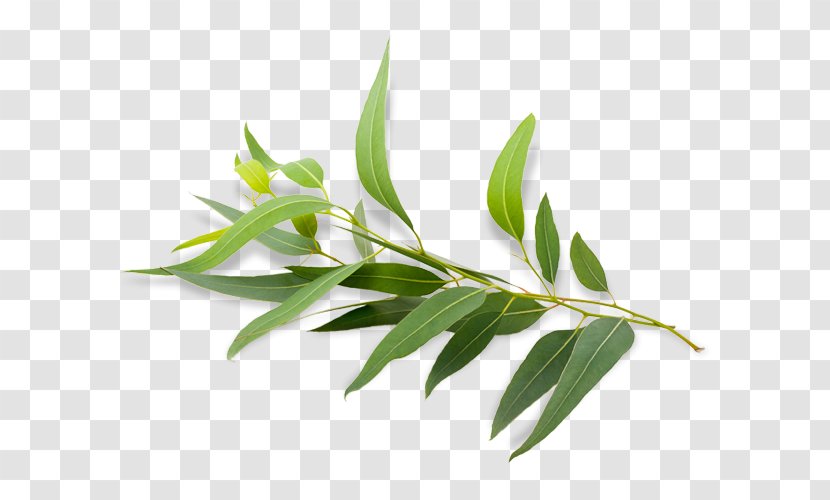 Eucalyptus Radiata Polybractea Oil Essential - Myrtle Transparent PNG