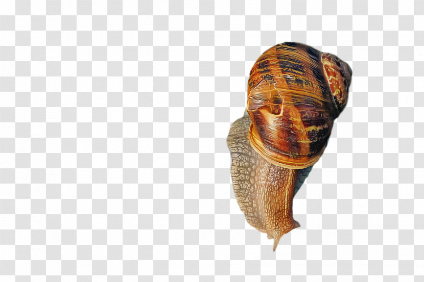 Snail Giant African Snail Gastropods Seashell Snail Transparent PNG