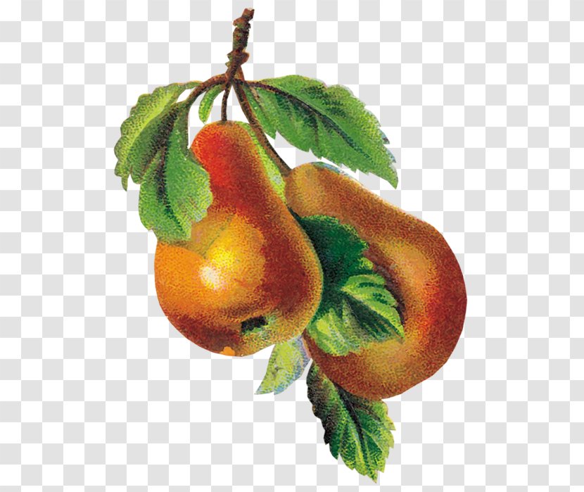 Apple Pear Auglis Clip Art Transparent PNG